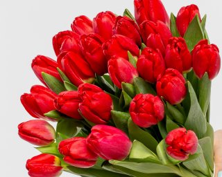 Букет из 25 красных тюльпанов стандарт под ленту  small - 3