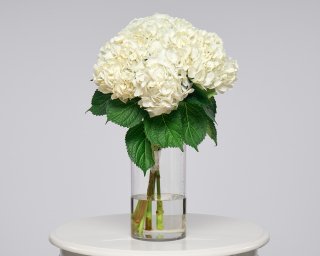 Гортензия белая  small - 2