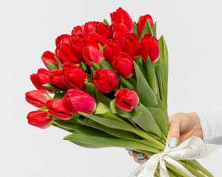 Букет из 25 красных тюльпанов стандарт под ленту  small - 1