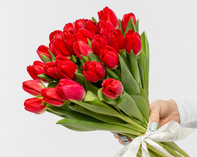 Букет из 25 красных тюльпанов стандарт под ленту  - 1